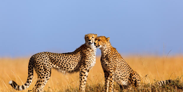 Kenia & Tansania Rundreise