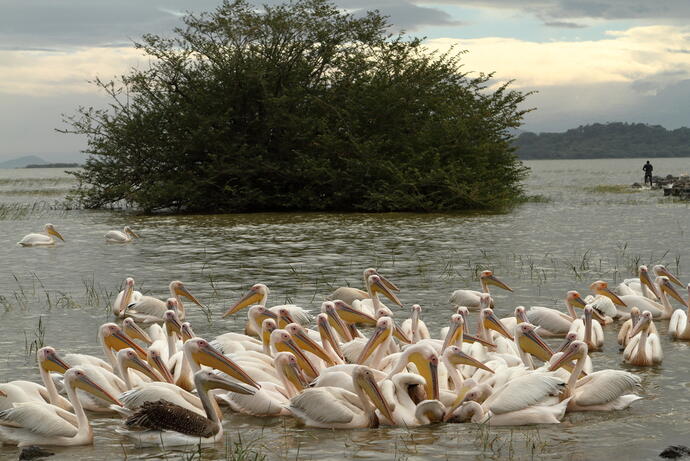 Pelikane auf dem Lake Ziway