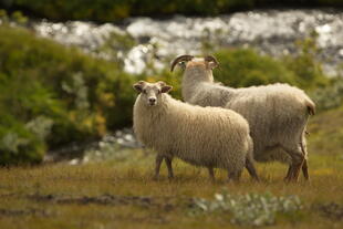 Isländische Schafe 