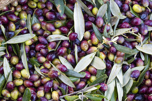 Oliven in einem Sack direkt nach der Ernte