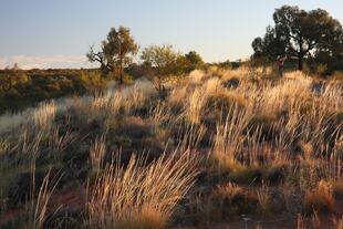 Outback