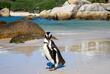 Pinguin am Boulder Beach