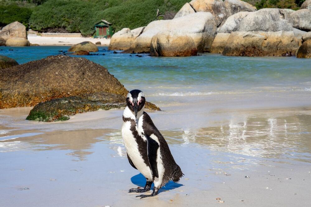 Pinguin am Boulder Beach