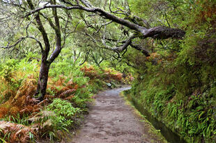 Wanderweg im Laurisilva 