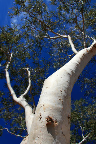 Baum im Watarrka National Park 