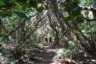 Lorbeerwald Anaga