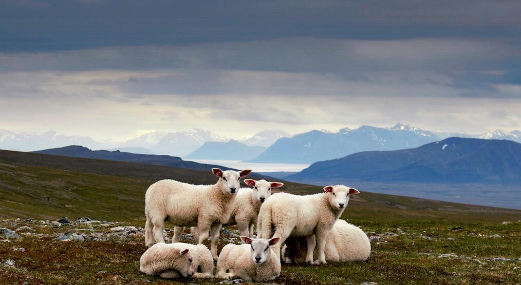 Schafe auf den Lofoten