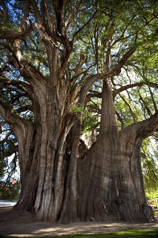 Größter Baum der Welt in Tule