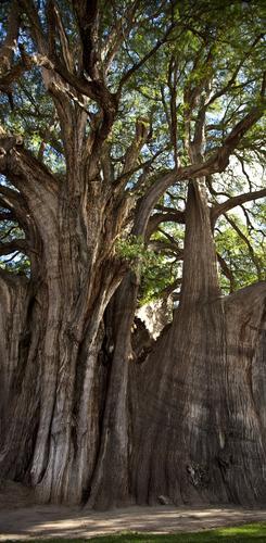 Größter Baum der Welt in Tule