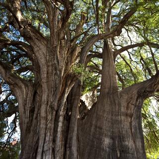 Größter Baum der Welt in Tule