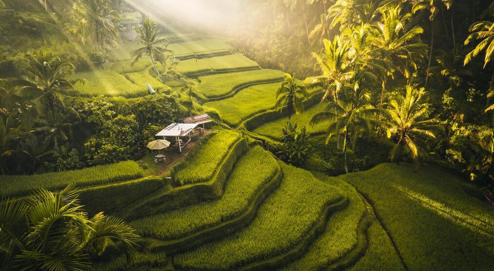Reisterrassen bei Ubud 
