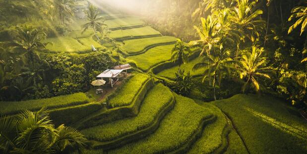 Reisterrassen bei Ubud 