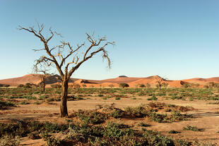 Trockene Namib Wüste