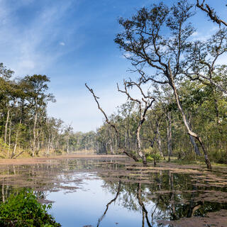 Dschungel im Royal Chitwan National Park