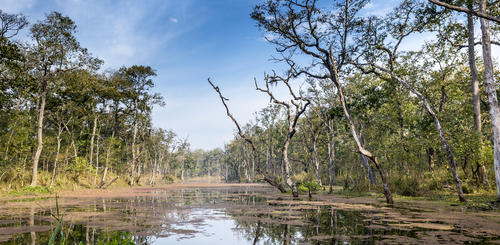 Dschungel im Royal Chitwan National Park
