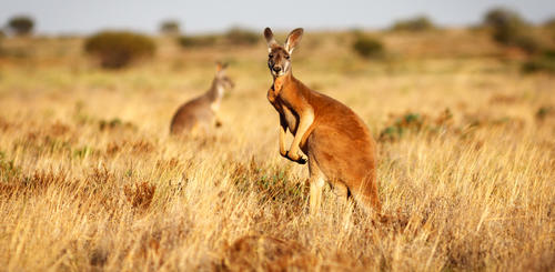 Känguru im australischen Outback 