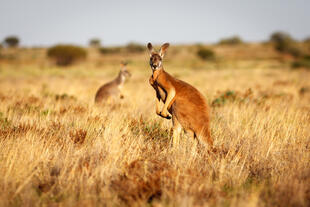Känguru im australischen Outback 