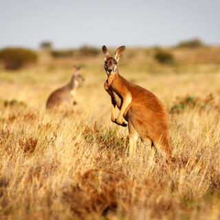 Känguru im australischen Outback 