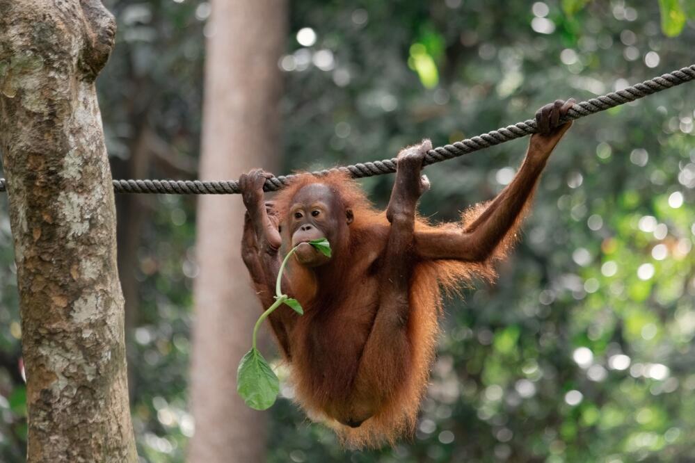 Orang-Utan