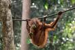 Orang-Utan