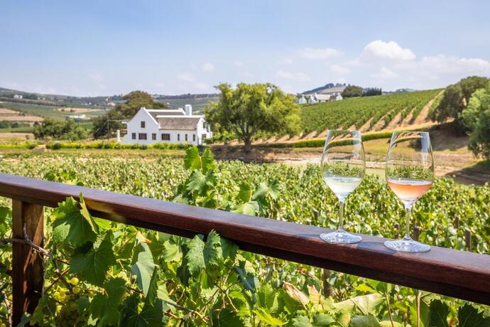 Weinberge in Stellenbosch