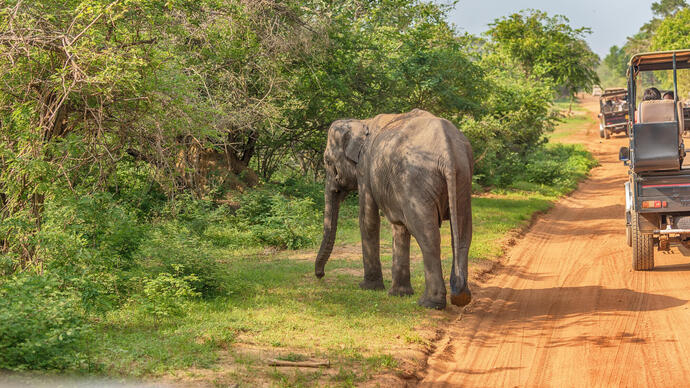 Elefanten im Yala Nationalpark bei einer Sri Lanka Reise