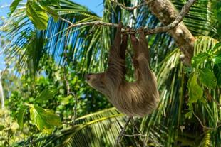 Faultier im Cahuita Nationalpark in Costa Rica