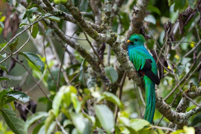 Quetzal