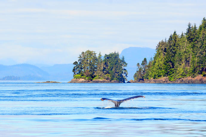 Walbeobachtung auf Vancouver Island 