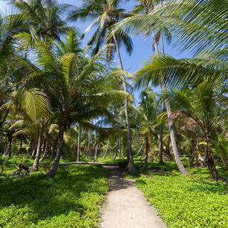 Weg durch den  Tayrona National Park