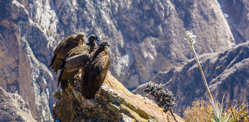 Andenkondore im Colca Canyon