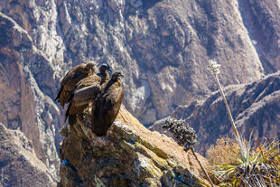 Andenkondore im Colca Canyon
