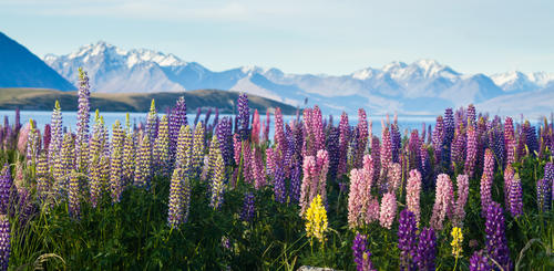 Blumen im Mount Cook National Park 