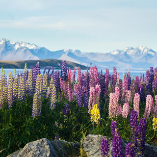 Blumen im Mount Cook National Park 