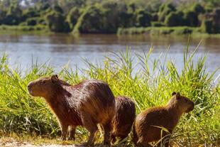 Capybaras im Pantanal
