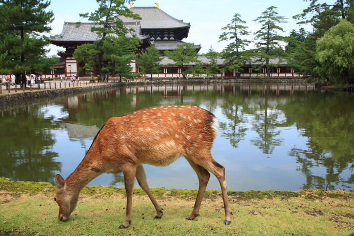 Nara Reh vor dem Todaiji Tempel