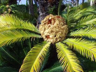 Palme