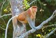 Proboscis-Affe