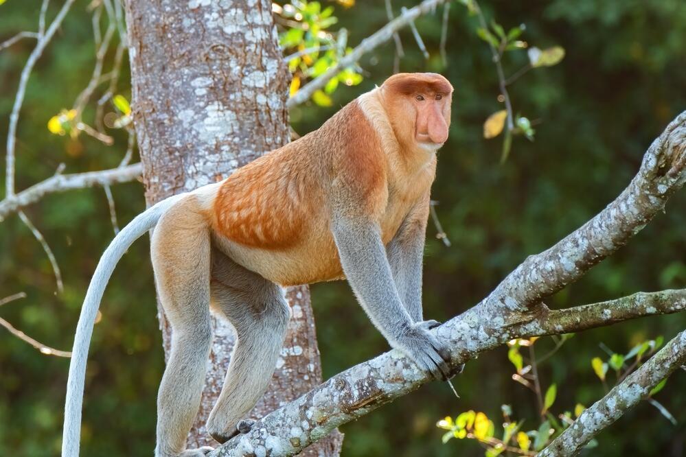 Proboscis-Affe