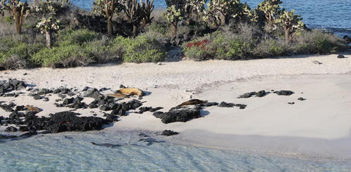 Strand auf den Galapagosinseln