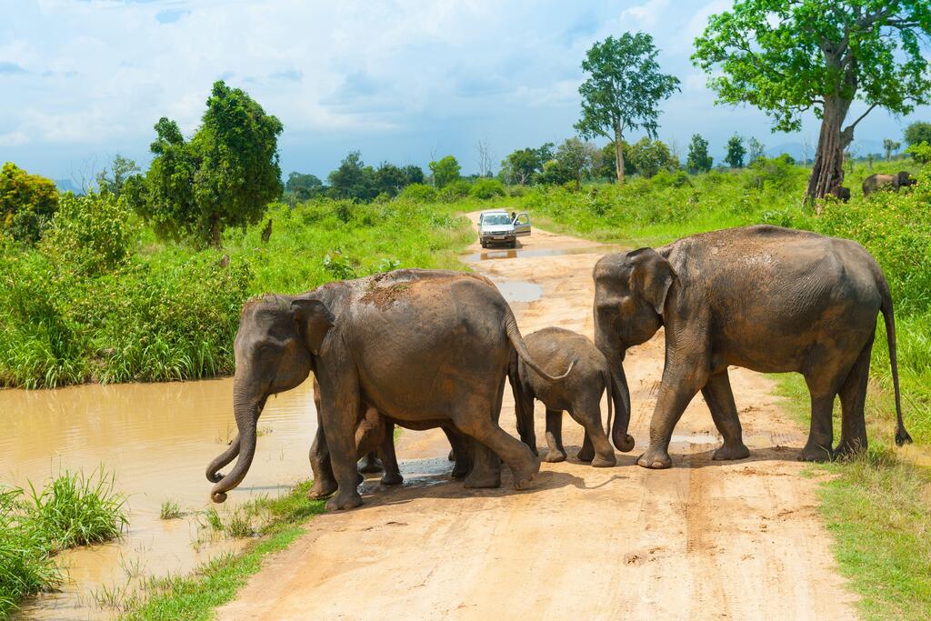 Udawalawe Nationalpark