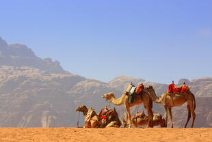Kamele in der Wüste