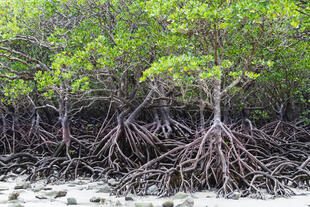 Mangroven im Daintree National Park 