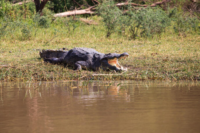 Zu sehen ist ein Krokodil, das sich im Gras am sumpfigen Ufer des Chamo-Sees in Äthiopien ausruht.