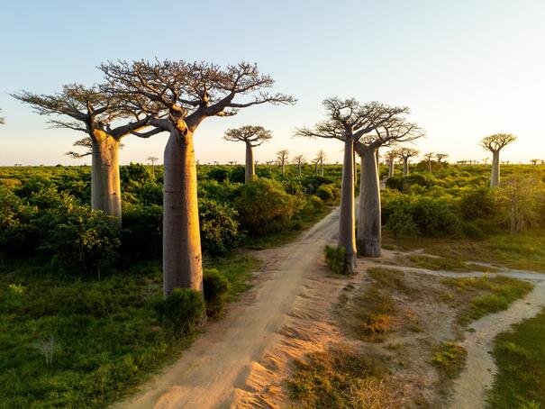 Ein Baobabwald während einer Madagaskar Gruppenreise