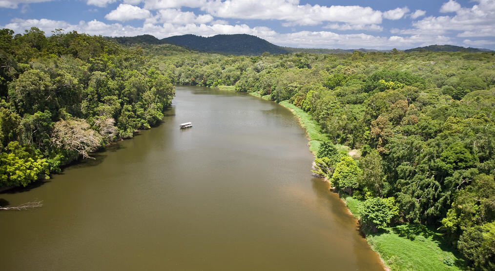 Flusslauf im Daintree National Park 