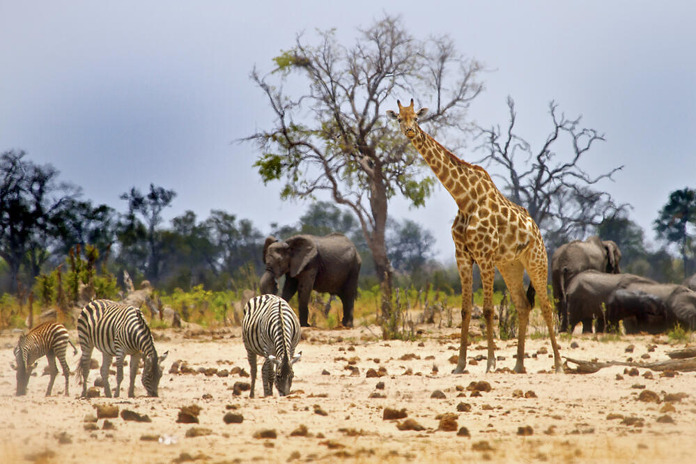 Zebras, Giraffen und Elefanten im Hwange-Nationalpark