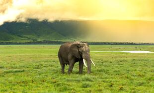 Elefant im Ngorongoro Krater