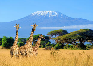 Giraffen vorm Kilimandscharo