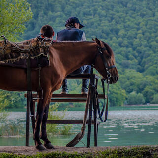 Pferd mit Besitzer 